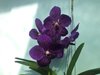 ВАНДА (VANDA Pakpanang Blue) 